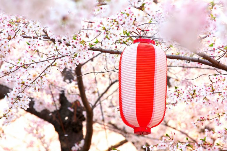 Japanese lantern with sakura